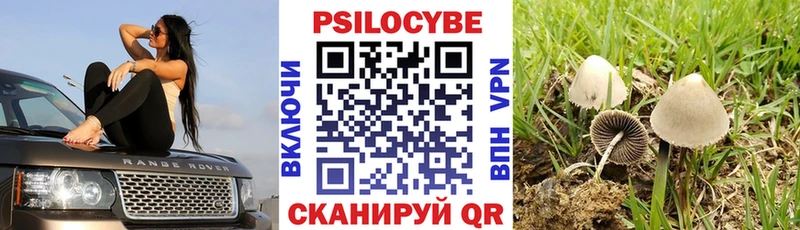 как найти   Асино  Псилоцибиновые грибы ЛСД 